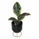 Rubber Plant Ficus elastica Tineke 1 Live Plants For Garden