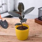 2 Live Plants Rubber Plant Ficus elastica Tineke For Garden