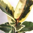 Elastica Tineke For Garden 4 Live Plants Rubber Plant Ficus