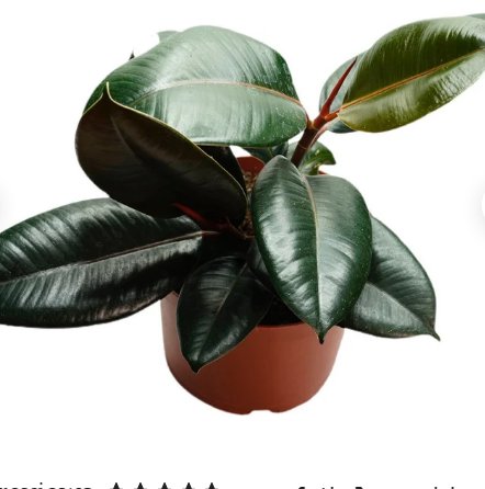 1 Burgundy Rubber Tree Ficus Elastica For Garden Live Plants