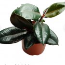 1 Burgundy Rubber Tree Ficus Elastica For Garden Live Plants