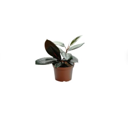 Live Plants 2 Burgundy Rubber Tree Ficus Elastica For Garden