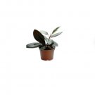 Live Plants 2 Burgundy Rubber Tree Ficus Elastica For Garden