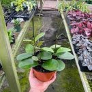 1 Live Plants Hoya Australis For Garden