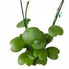 1 Live Plants Hoya Kerrii For Garden