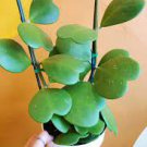 Hoya Kerrii For Garden 2 Live Plants