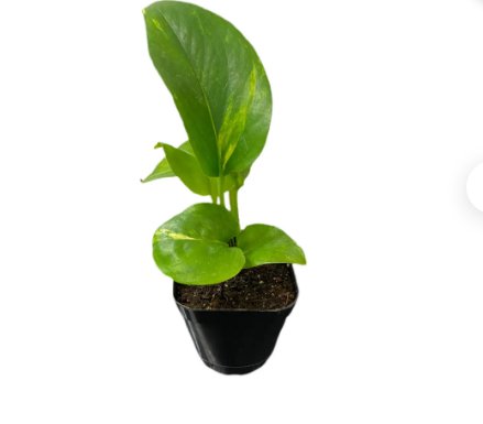 1 Golden Pothos Plants Live Plants For Garden