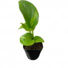 1 Golden Pothos Plants Live Plants For Garden
