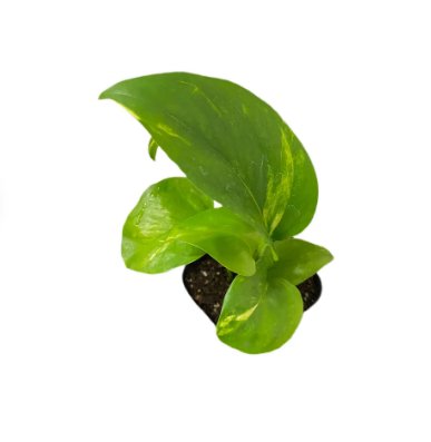 Live Plants For Garden 4 Golden Pothos House Plants