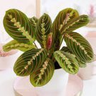 1 Live Plants For Garden Red Maranta Prayer Plant Maranta Leuconeura