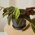 Plant Maranta Leuconeura 2 Live Plants For Garden Red Maranta Prayer