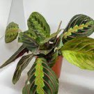 House Plant Maranta Leuconeura 4 Live Plant Red Maranta Prayer