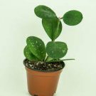 Splash Live Plants 2 House Plant Hoya Obovata