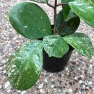 Live Plants 4 House Plant Hoya Obovata Splash For Garden