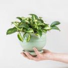 1 Live Plants Variegated Hoya Carnosa "Krimson Princess For Garden