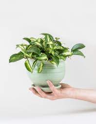 1 Live Plants Variegated Hoya Carnosa "Krimson Princess For Garden