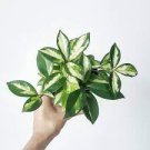 Hoya Carnosa Krimson Princess 2 Live Plants Variegated For Garden