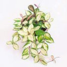 4 House Plant Hoya Carnosa Krimson Princess Live Plants Variegated