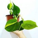 1 Live Brazil/Brasil Philodendron Live Plants