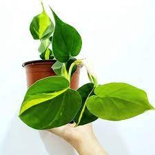 1 Live Brazil/Brasil Philodendron Live Plants