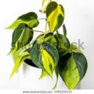 Live Plants 2 Live Brazil/Brasil Philodendron For Garden