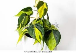Live Plants 2 Live Brazil/Brasil Philodendron For Garden
