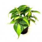 Brazil/Brasil Philodendron 4 Live Plants For Garden