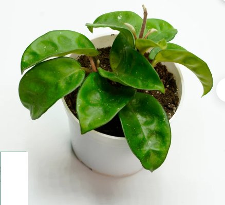 1 Live Hoya Carnosa Krinkle Live Plants