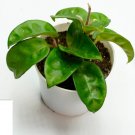 1 Live Hoya Carnosa Krinkle Live Plants