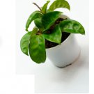 Live Plants 2 Live Hoya Carnosa Krinkle For Garden