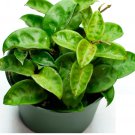 Live House Plants 4 Live Hoya Carnosa Krinkle
