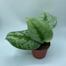 1 Live Plant Exotica Silver Satin Scindapsus Pictus Exotica