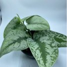 Scindapsus Pictus Exotica 2 Live Plant Exotica Silver Satin
