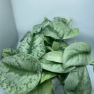 Exotica Silver Satin 4 Scindapsus Pictus Exotica Live Plant