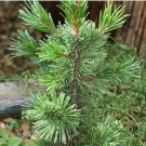 Seeds For Planting Heirloom Seeds Great Basin Bristlecone Pine Longaeva Pinus Tree 5 Seeds