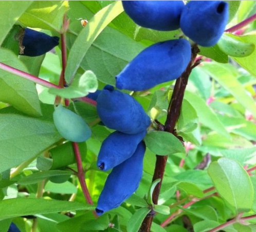 Edulis Honey Berry Lonicera Caerulea Fruit 5 Seeds For Planting