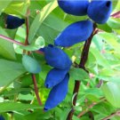 Edulis Honey Berry Lonicera Caerulea Fruit 5 Seeds For Planting