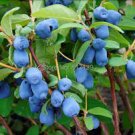 Edulis Honey Berry Lonicera Caerulea Fruit 5 Seeds For Planting