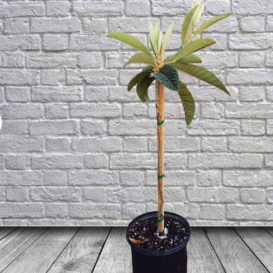 Big Jim Loquat Tropical Fruit 1 Trees