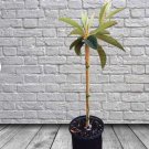 Big Jim Loquat Tropical Fruit 1 Trees