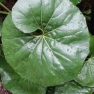 Leopard Farfugium Japonicum Gigantea 5 Giant Seeds For Planting