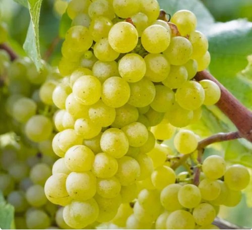 Chardonnay Wine Grape Vitis Vinifera Fruit Seeds