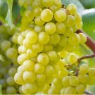 Chardonnay Wine Grape Vitis Vinifera Fruit Seeds