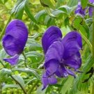 Fruit Seeds 5 Monkshood Aconitum Carmichaelii Flower Seeds For Planting