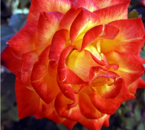 4 Seeds Flower Red Orange Desert Adenium Obesum Rose Flowers