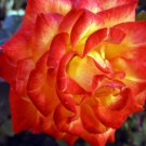 4 Seeds Flower Red Orange Desert Adenium Obesum Rose Flowers