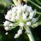 Flower Plant Poison Hemlock Conium Maculatum 5 Seeds For Planting