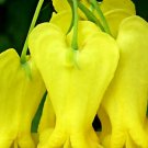 Flower 25 Seeds Yellow Bleeding Heart Flowers Seeds For Planting