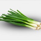 Vegetable Seeds 350 Evergreen White Bunching Onion Fresh Seeds
