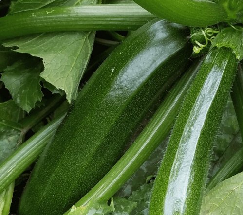 Vegetable Seeds 25 Zucchini Squash Fresh Seeds